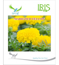 Iris F1 Marigold Yellow Seeds 15 Seeds